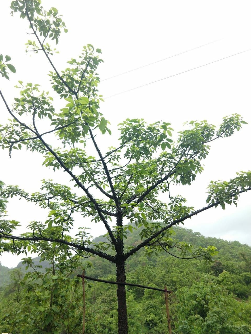 Photo of Kalavantin Durg Trek, Panvel, Prabalmachi, Maharashtra, India by Omkar Kule