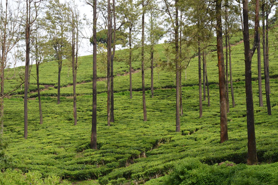 Photo of Ooty - Queen of Nilgiris 1/11 by Smruti