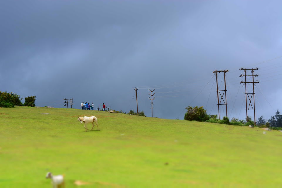 Photo of Ooty - Queen of Nilgiris 6/11 by Smruti