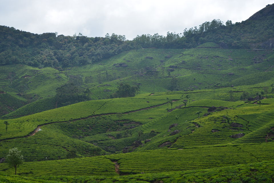 Photo of Cochin, Munnar, & Munroe Island - Sea, hills & Backwater by Smruti