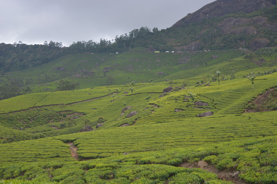Photo of Munnar, Kerala, India by Smruti