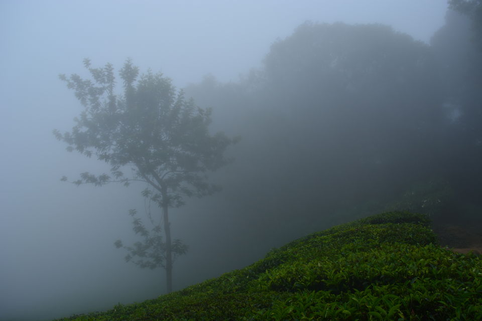 Photo of Munnar, Kerala, India by Smruti