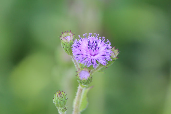 Photo of Road trip to Maharashtra’s valley of flowers – Kaas Plateau 4/23 by Jay Shah
