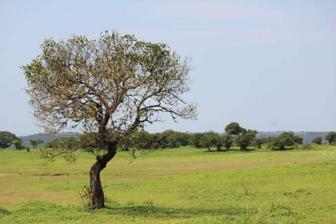 Photo of Road trip to Maharashtra’s valley of flowers – Kaas Plateau 5/23 by Jay Shah