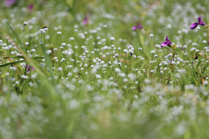 Photo of Road trip to Maharashtra’s valley of flowers – Kaas Plateau 7/23 by Jay Shah