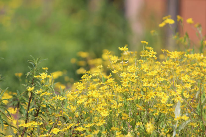 Photo of Road trip to Maharashtra’s valley of flowers – Kaas Plateau 8/23 by Jay Shah