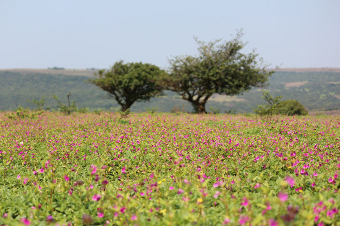 Photo of Road trip to Maharashtra’s valley of flowers – Kaas Plateau 9/23 by Jay Shah