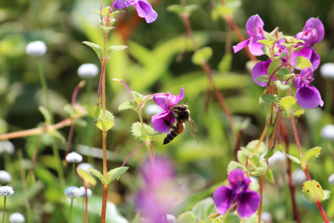 Photo of Road trip to Maharashtra’s valley of flowers – Kaas Plateau 10/23 by Jay Shah