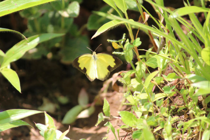 Photo of Road trip to Maharashtra’s valley of flowers – Kaas Plateau 11/23 by Jay Shah
