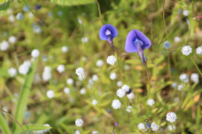 Photo of Road trip to Maharashtra’s valley of flowers – Kaas Plateau 13/23 by Jay Shah