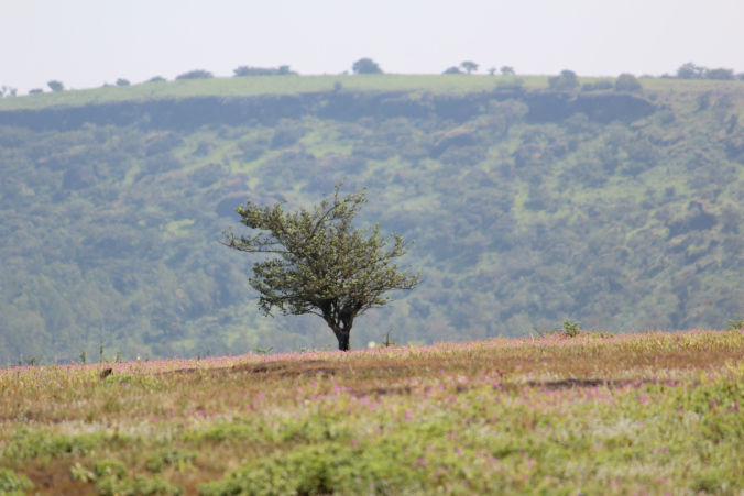 Photo of Road trip to Maharashtra’s valley of flowers – Kaas Plateau 14/23 by Jay Shah
