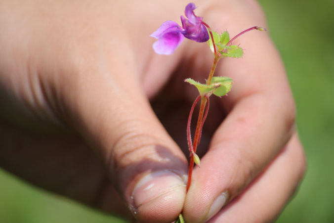 Photo of Road trip to Maharashtra’s valley of flowers – Kaas Plateau 15/23 by Jay Shah