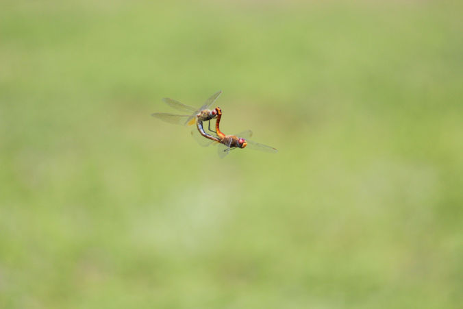 Photo of Road trip to Maharashtra’s valley of flowers – Kaas Plateau 16/23 by Jay Shah