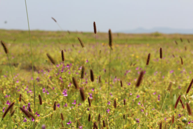 Photo of Road trip to Maharashtra’s valley of flowers – Kaas Plateau 17/23 by Jay Shah