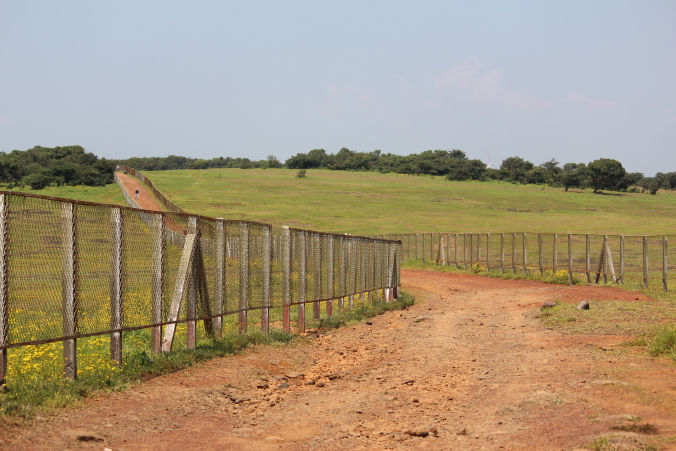 Photo of Road trip to Maharashtra’s valley of flowers – Kaas Plateau 18/23 by Jay Shah
