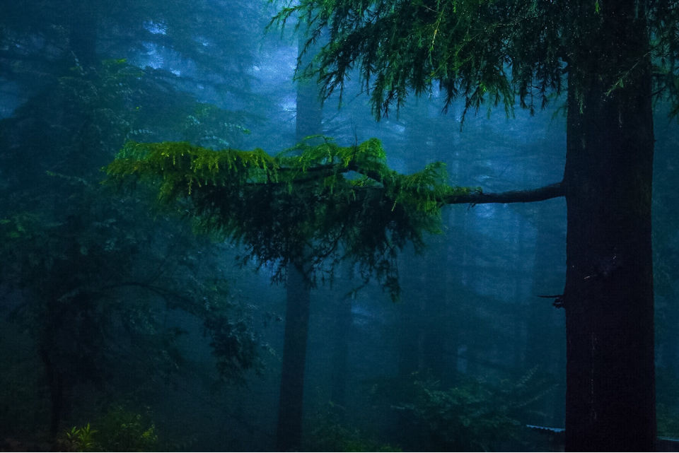 Photo of Triund by Shajin P