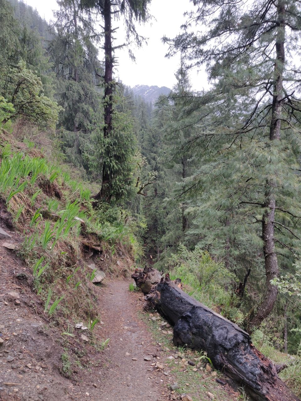 Photo of Trek to this beautiful village uphill, away from the crowd in Kasol by Joseph Varkey
