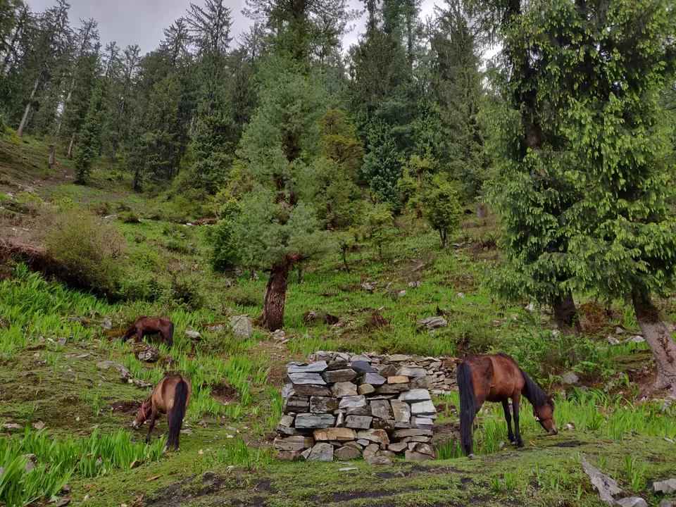 Photo of Trek to this beautiful village uphill, away from the crowd in Kasol by Joseph Varkey