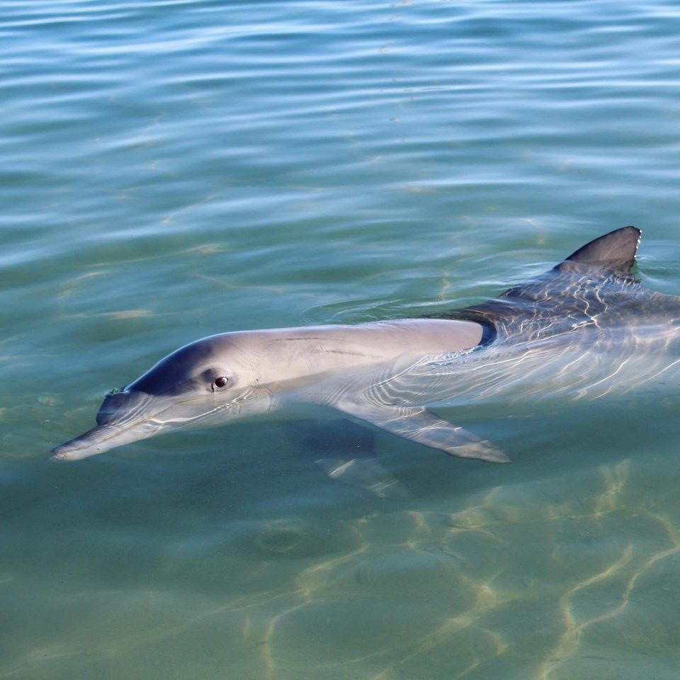 Photo of RAC Monkey Mia Dolphin Resort, Monkey Mia Road, Monkey Mia WA, Australia by Ella