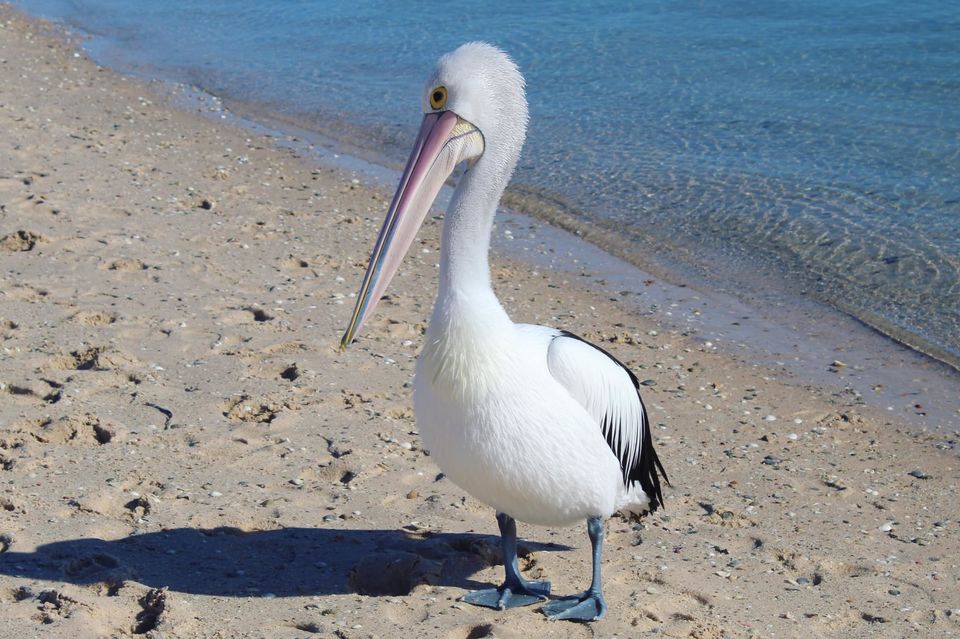 Photo of Western Australia - Perth to Exmouth and return Tour. Amazing 7 Day journey with Autopia Tours! by Ella