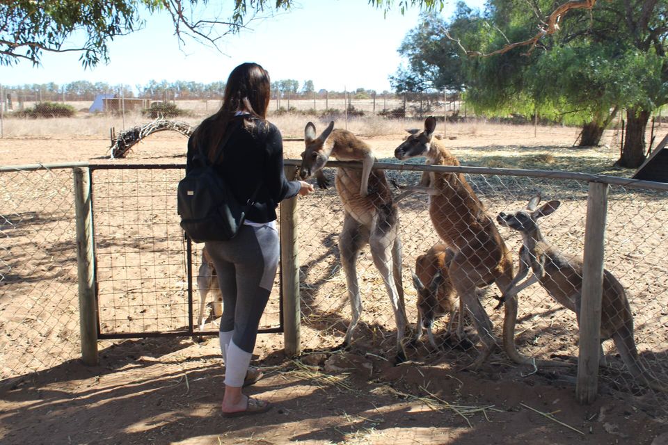 Photo of Northbrook Farmstay, North West Coastal Highway, Northampton WA, Australia by Ella