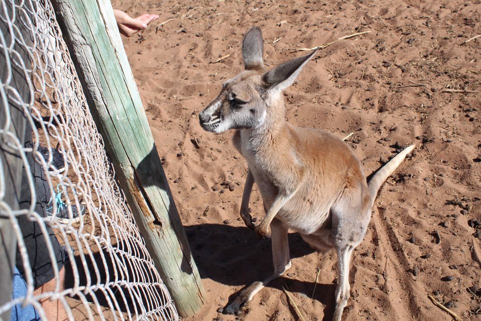 Photo of Northbrook Farmstay, North West Coastal Highway, Northampton WA, Australia by Ella