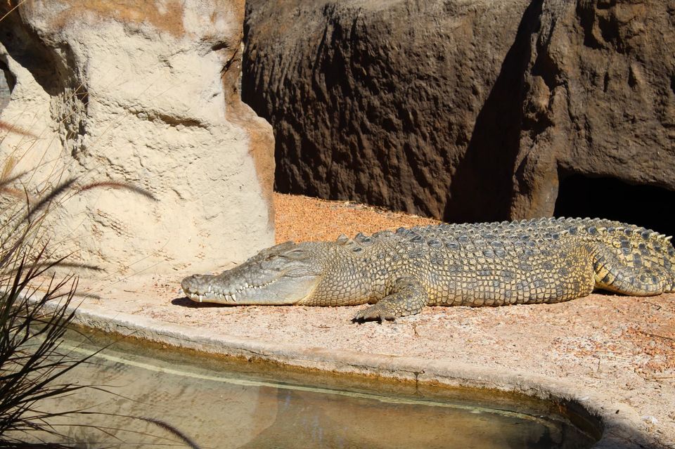 Photo of Greenough Wildlife and Bird Park, Company Road, Greenough WA, Australia by Ella