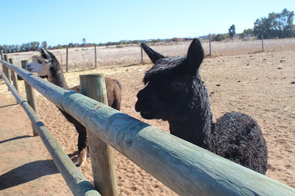 Photo of Greenough Wildlife and Bird Park, Company Road, Greenough WA, Australia by Ella