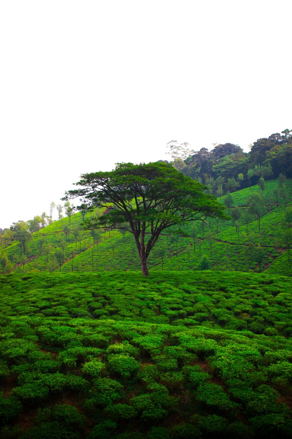 Photo of Manjolai, Tamil Nadu, India by Sesky Kiddo