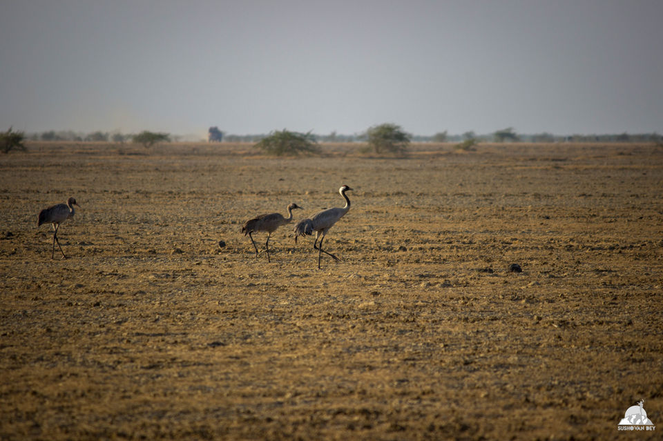 Photo of Two honeymooners and one bike in Kutch by JourneyJournals