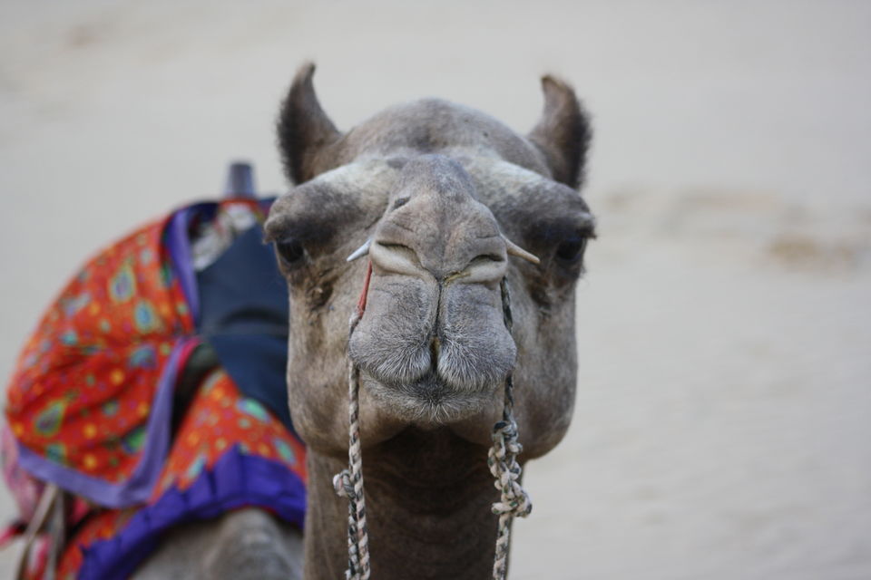 Photo of Travelling beyond hills & beaches: Jaisalmer-The Golden City 3/18 by Geetanjali
