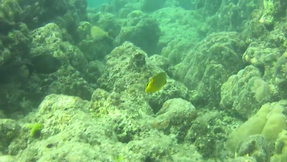 Photo of Experiencing Underwater Magic: Scuba Diving@Andamans 6/7 by Geetanjali