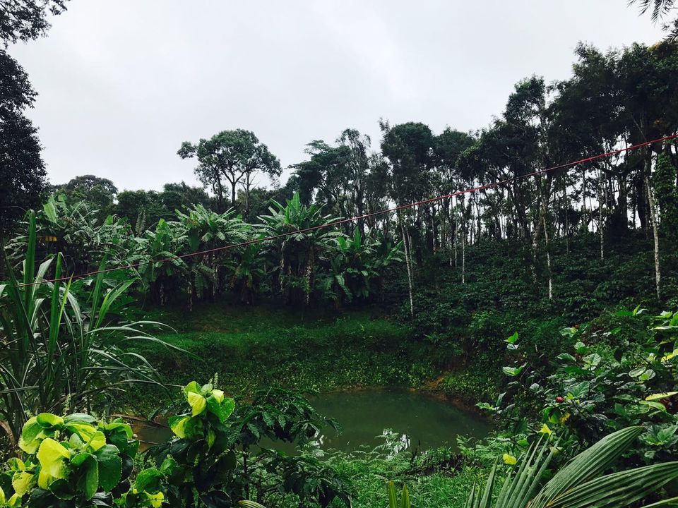 Photo of If Green is your Favorite thing, Go Coorg 1/7 by Geetanjali