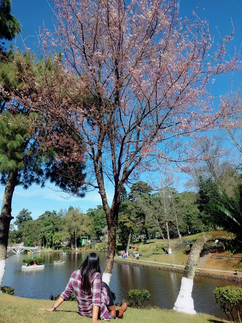 Photo of A lowdown on India's first and only Cherry Blossom festival 9/10 by Geetanjali