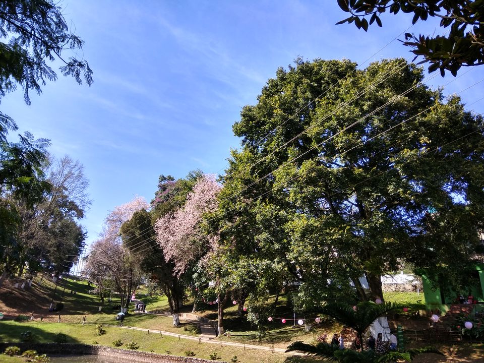 Photo of A lowdown on India's first and only Cherry Blossom festival 10/10 by Geetanjali