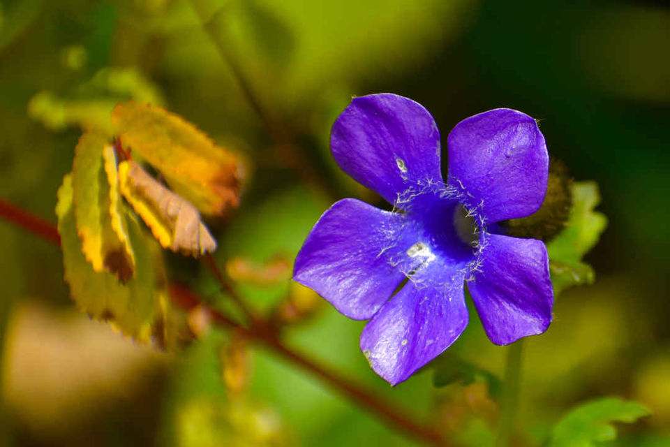 Photo of Valley of Flowers National Park, Uttarakhand, India by Debjyoti Majumder