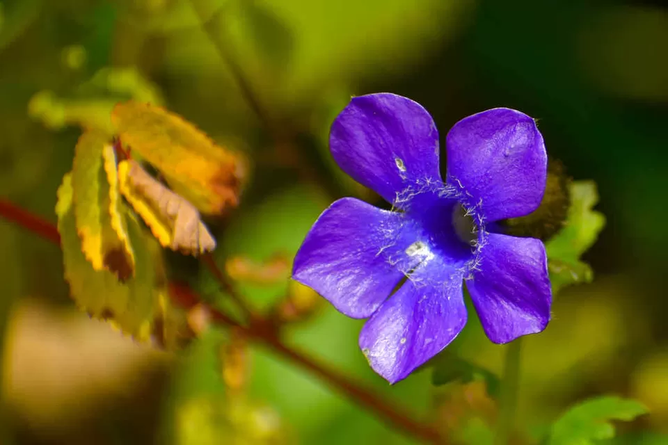Photo of Valley of Flowers National Park, Uttarakhand, India by Debjyoti Majumder