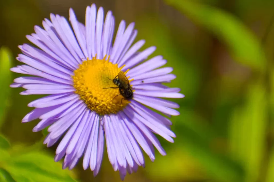 Photo of Valley of Flowers National Park, Uttarakhand, India by Debjyoti Majumder