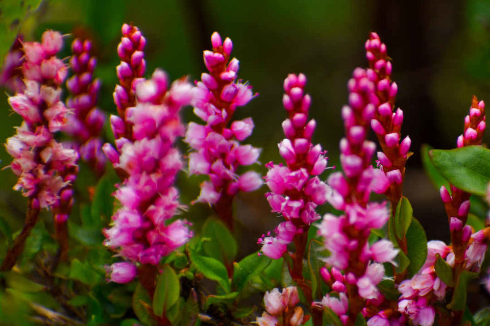 Photo of Valley of Flowers National Park, Uttarakhand, India by Debjyoti Majumder