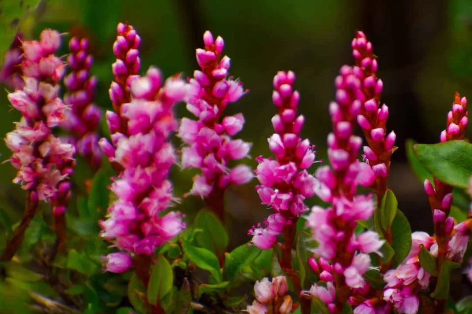 Photo of Valley of Flowers National Park, Uttarakhand, India by Debjyoti Majumder