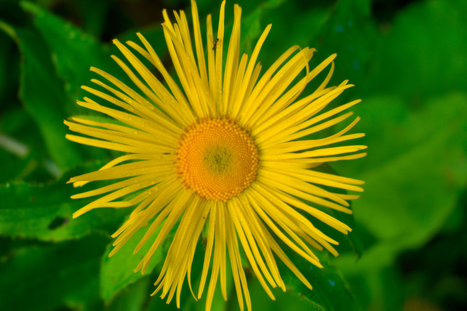 Photo of Valley of Flowers National Park, Uttarakhand, India by Debjyoti Majumder