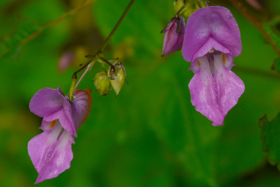 Photo of Valley of Flowers National Park, Uttarakhand, India by Debjyoti Majumder