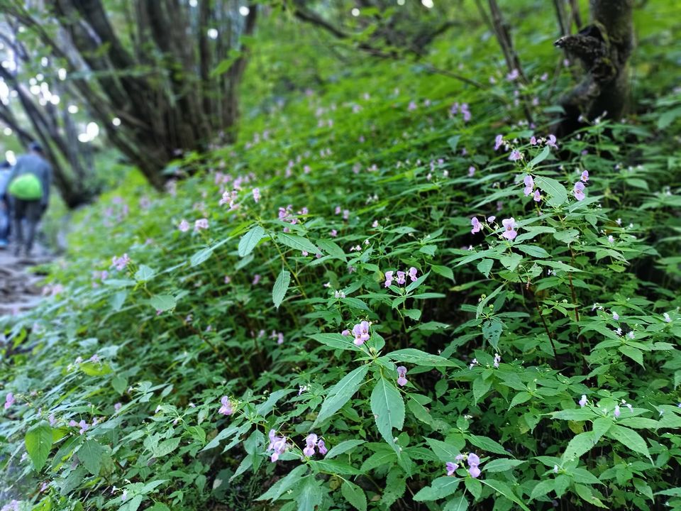 Photo of Valley of Flowers National Park, Uttarakhand, India by Debjyoti Majumder