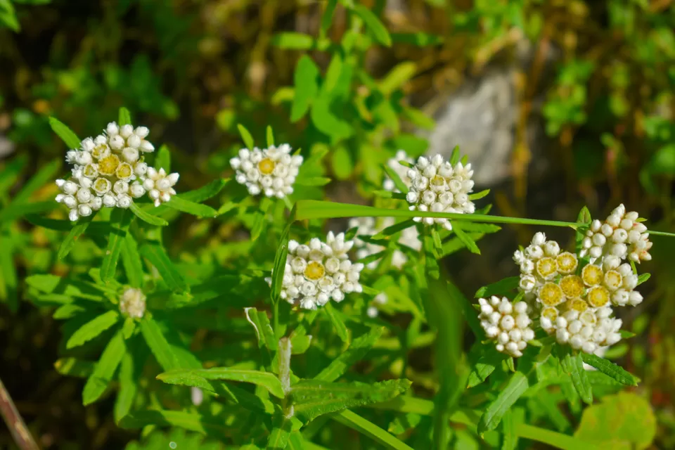 Photo of Valley of Flowers National Park, Uttarakhand, India by Debjyoti Majumder