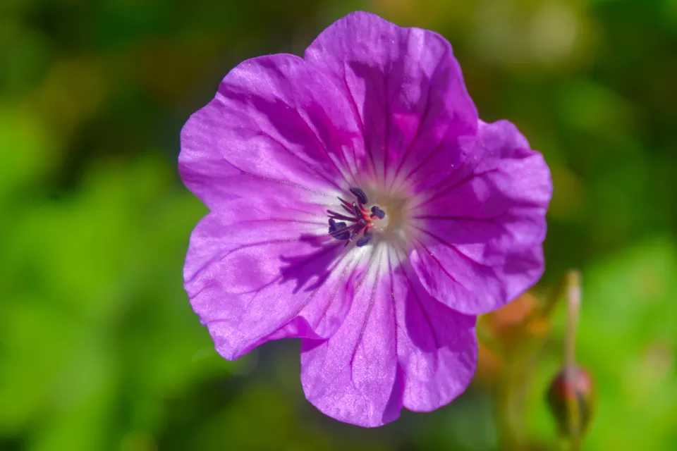 Photo of Valley of Flowers National Park, Uttarakhand, India by Debjyoti Majumder