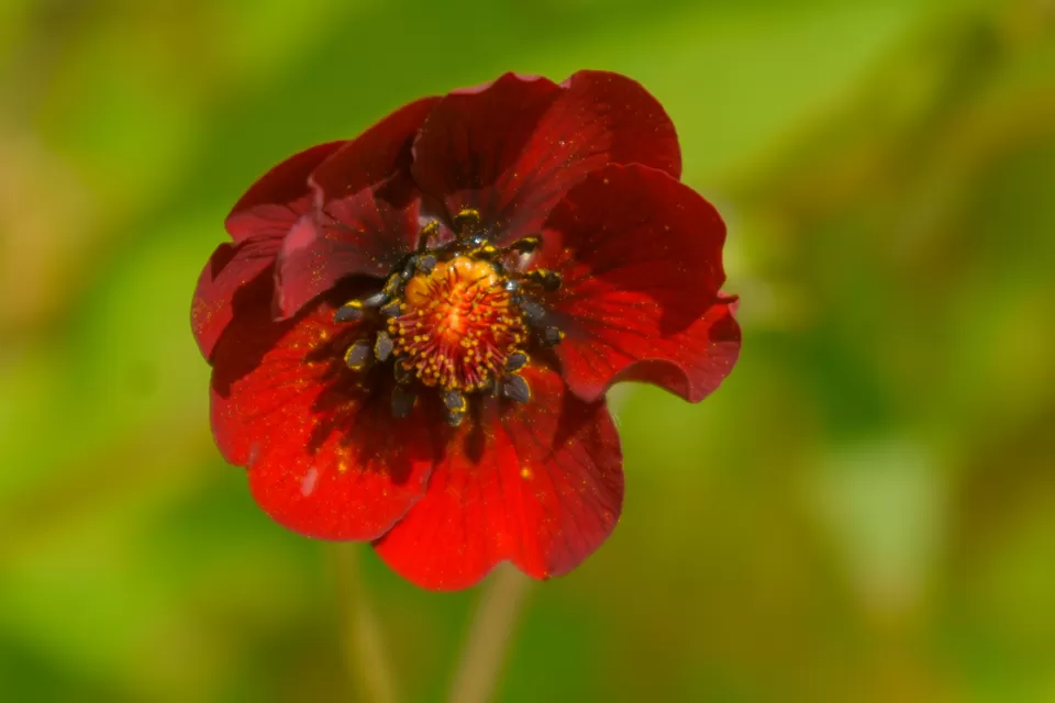 Photo of Valley of Flowers National Park, Uttarakhand, India by Debjyoti Majumder