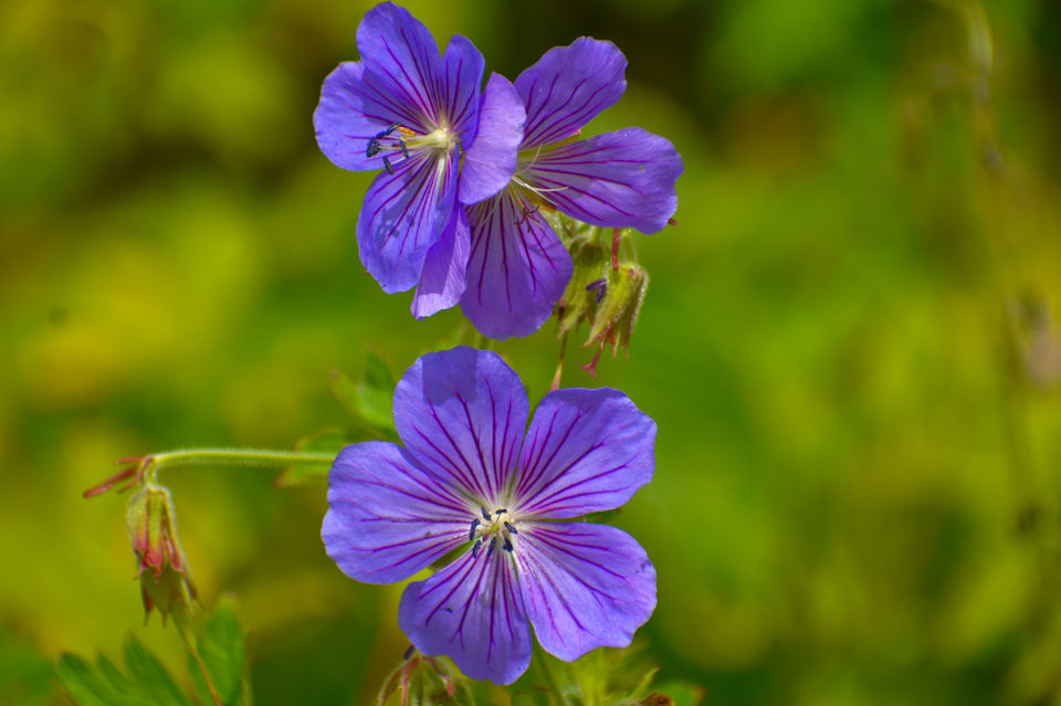Photo of Valley of Flowers National Park, Uttarakhand, India by Debjyoti Majumder