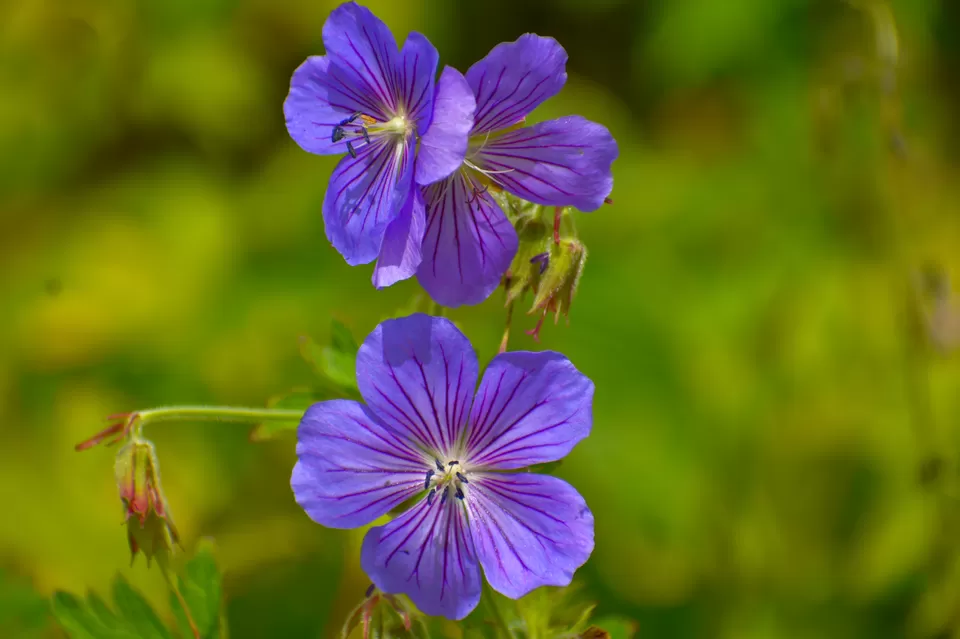 Photo of Valley of Flowers National Park, Uttarakhand, India by Debjyoti Majumder