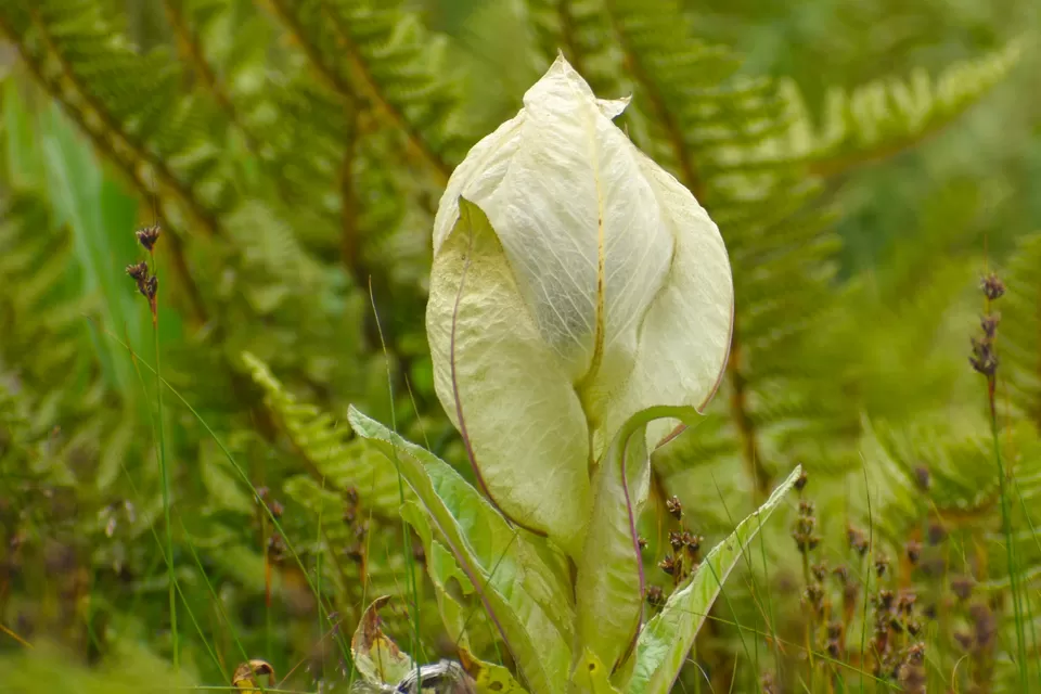 Photo of In search of Brahma Kamal by Debjyoti Majumder