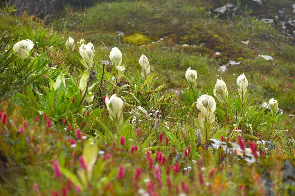 Photo of In search of Brahma Kamal by Debjyoti Majumder